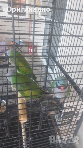 Китайски александър, Голям александър, Розовогърдести Александри , снимка 7 - Папагали - 50076873