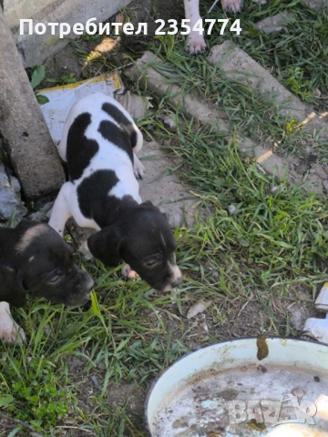 малки поинтери, снимка 2 - Пойнтер - 54347501