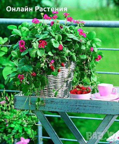 Ягода Fragaria x ananassa Toscana F 1. - Ягода тоскана  Студоустойчива, каскадна и целогодишна, снимка 3 - Градински цветя и растения - 29115790