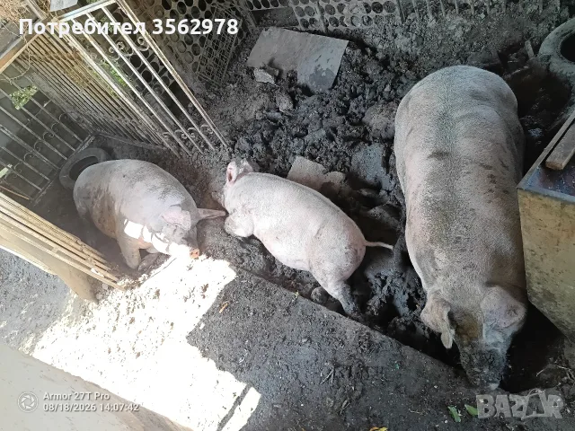свиня над 250 кг, снимка 2 - Прасета - 54162100