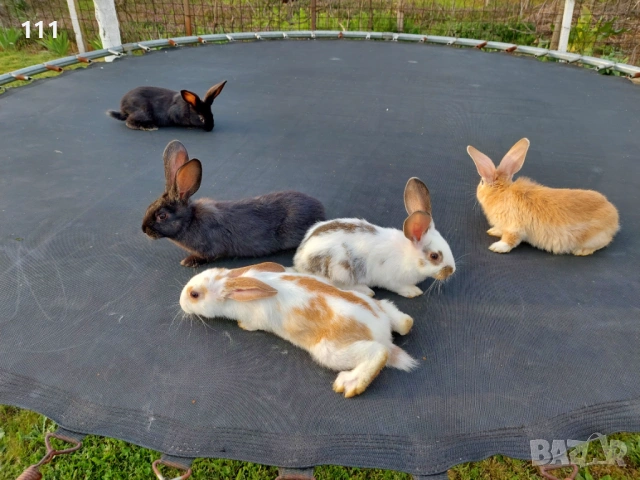 Зайци на различна възраст., снимка 11 - Други - 40604862