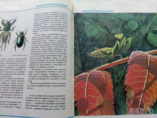 Ентомология в картинки - В.Танасийчук - 1987г. , снимка 4 - Детски книжки - 38938271