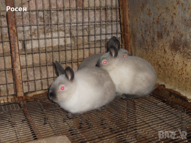 Зайци- Калифорнийци , снимка 4 - Други - 24130819