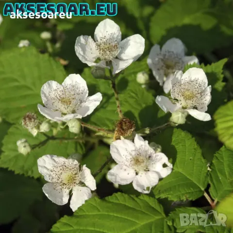 100 бр Висококачествени нови органични плодови семена от хранителна Къпина къпини антиоксидант , снимка 5 - Сортови семена и луковици - 49258332