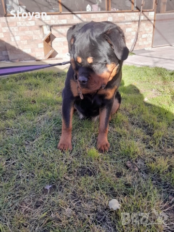 Продавам ротвайлер , снимка 5 - Ротвайлер - 52954574