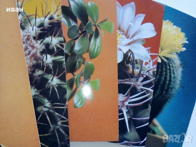 Комплект с 18 цветни картички "Кактусы", снимка 6 - Други - 30754579