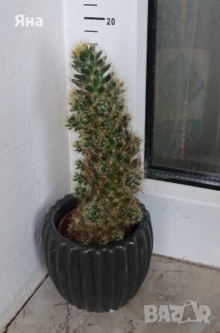 Сукуленти и кактуси , снимка 7 - Стайни растения - 52695803