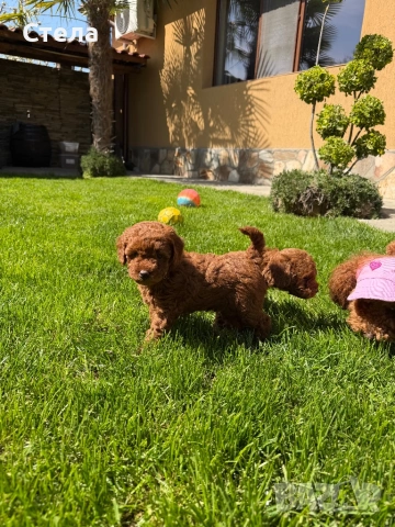 Пудел, снимка 6 - Търси партньор - 54266797