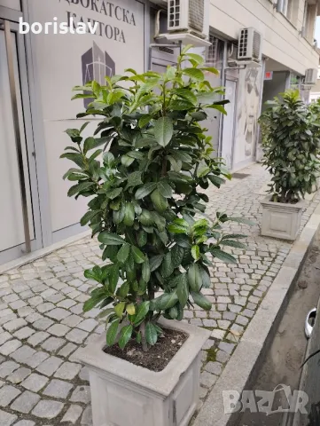 Лавровишна - жив плет, снимка 11 - Градински цветя и растения - 42635735