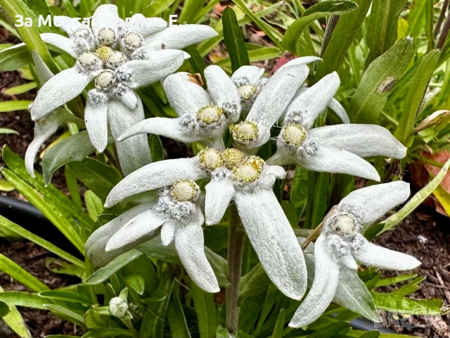 Еделвайс , снимка 3 - Градински цветя и растения - 54019896