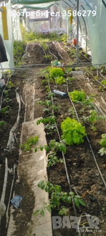 продавам 3 оранжерии 80 кв.м., снимка 7 - Оранжерии - 51869001