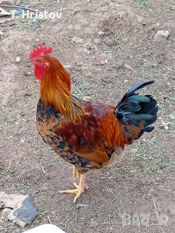 Петли на всякаква възраст , снимка 5 - Кокошки и пуйки - 54184768