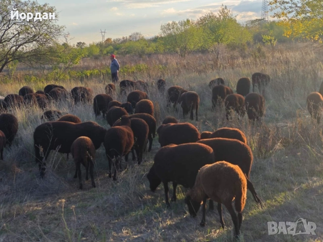 медно червена шуменска , снимка 1