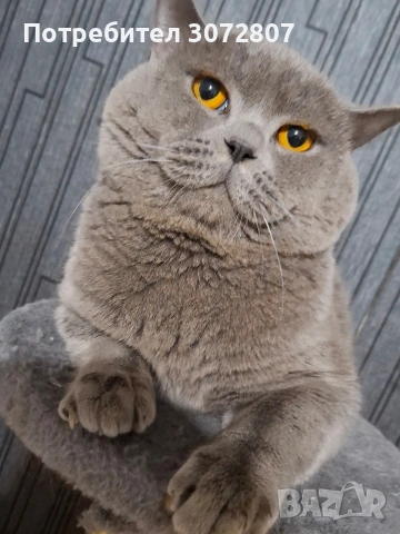Британски късокосмести котета, снимка 5 - Британска късокосместа - 53066488
