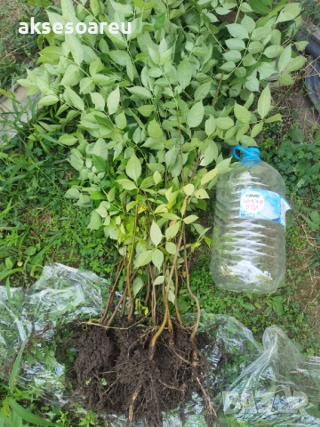 Нова здрава Еводия над метър Фиданки от медоносното дърво на пчеларя разсад високи дръвчета , снимка 11 - Разсади - 51647548