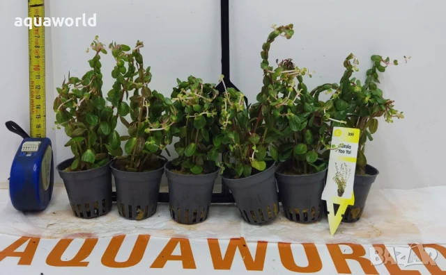 "ПРОМОЦИЯ" Rotala yao-yai /Ротала/, снимка 1