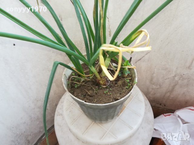 ЛУК ЗАСАДЕН В САКСИЯ 1602241334, снимка 13 - Градински цветя и растения - 44322662