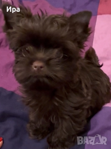 Момче, шоколадов йорки