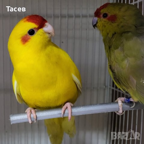Двойка Хогоромо в Папагали в гр. Ямбол - ID41846016 — Bazar.bg