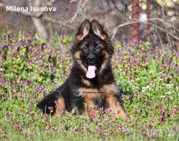 Женски немски овчарки от развъдник , снимка 4 - Немска овчарка - 54111204