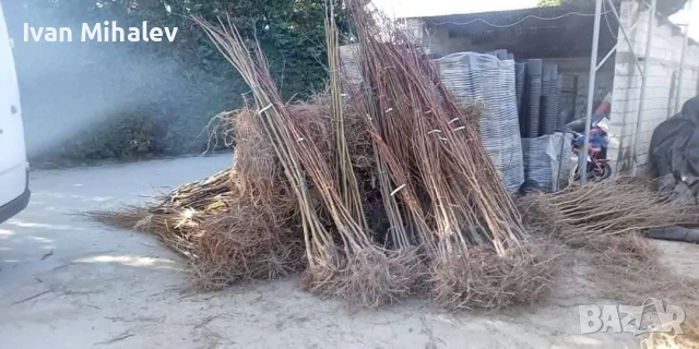 лозов посадъчен материал и овощен , снимка 10 - Градински цветя и растения - 53029256