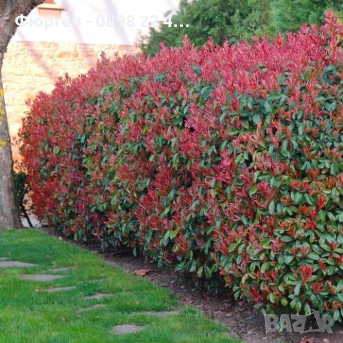 Фотиния - Photinia, снимка 7 - Други - 41432423