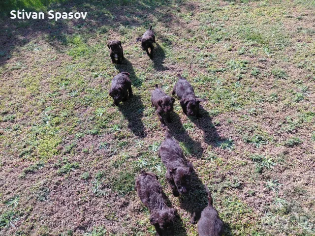Дратхаар едноцветни, снимка 2 - Дратхаар - 56432119