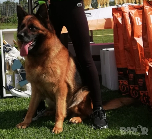 Женска немска овчарка с родословие , снимка 2 - Немска овчарка - 53051434