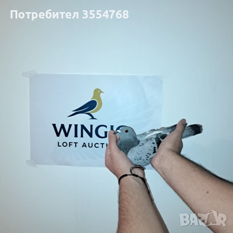 Продавам спортни гълъби , снимка 7 - Гълъби - 52929378