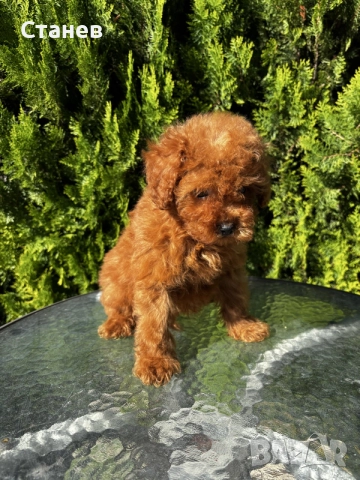 Той Пудел Момче / Toy Poodle Boy, снимка 3 - Померан - 55655687
