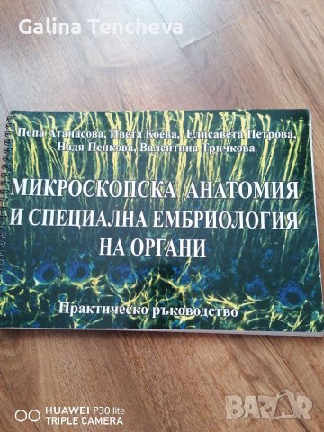 Анатомия и ембриология 