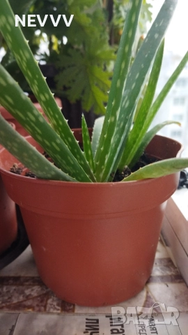 Алое лечебно растение, снимка 8 - Стайни растения - 47724690