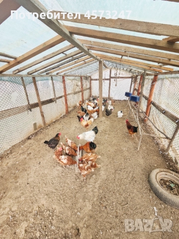 кокошки за яйца и месо, снимка 2 - Кокошки и пуйки - 52480211