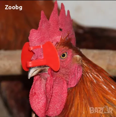 Очила за кокошки против агресия и канибализъм
