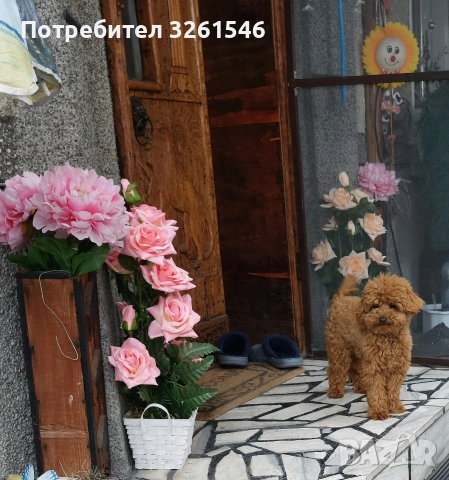 Продавам мъжки померан, снимка 4 - Померан - 54361385