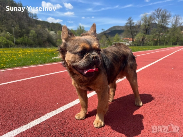 Мъжки френски булдог за разплод, снимка 2 - Френски булдог - 54304209