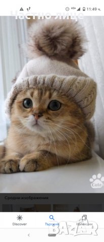 Британец златна чинчила за разплод , снимка 3 - Чинчили - 38819551