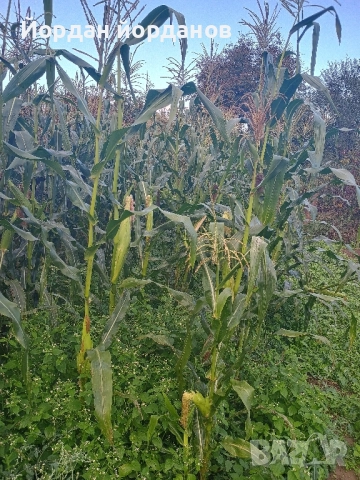 продавам бяла царевица , снимка 11 - Сортови семена и луковици - 52339346