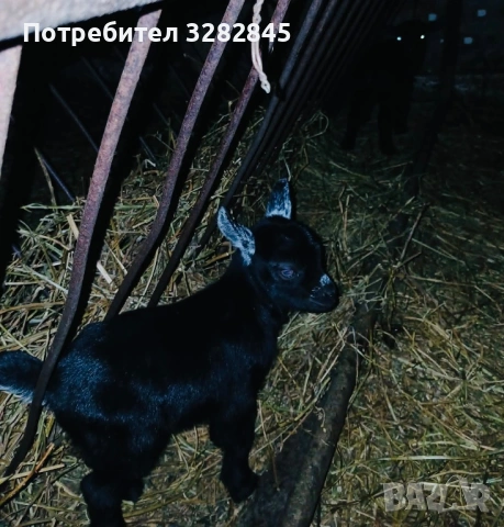 Мини кози //камерунски//, снимка 8 - Кози - 52791482
