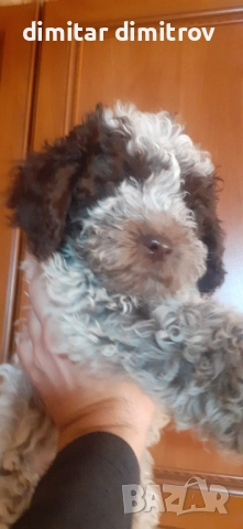 лагото романьоло , снимка 7 - Други - 52431390