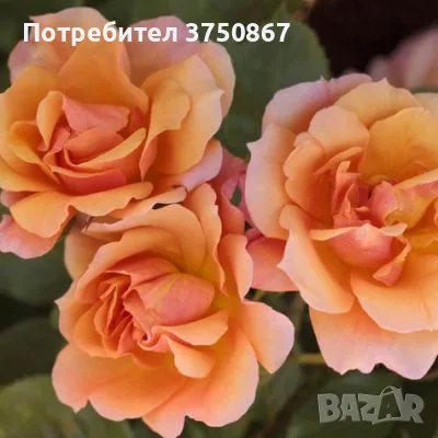 🌹РОЗА 🌹 TEQUILA® Meipomolo 🌹