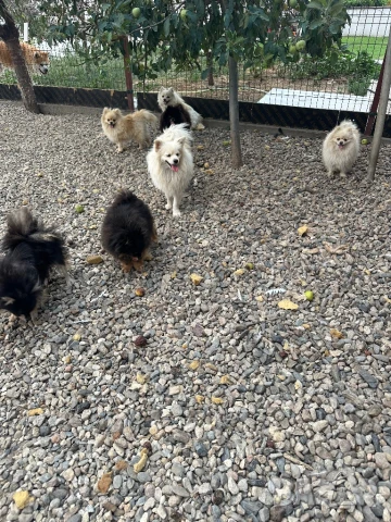 Померани, снимка 8 - Померан - 51079111