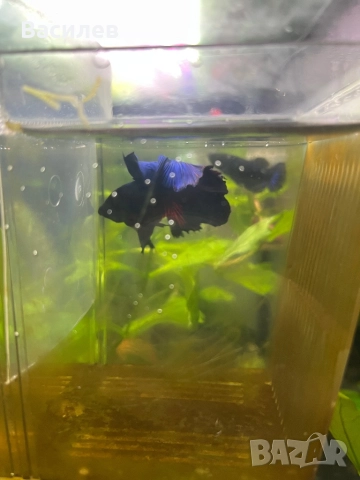 Мъжка рибка бета, снимка 4 - Рибки - 52664415