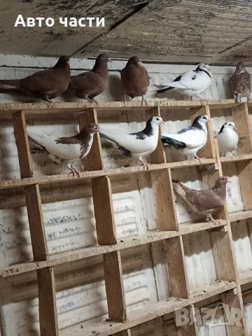 пазарджишки гълаби на хвърче не