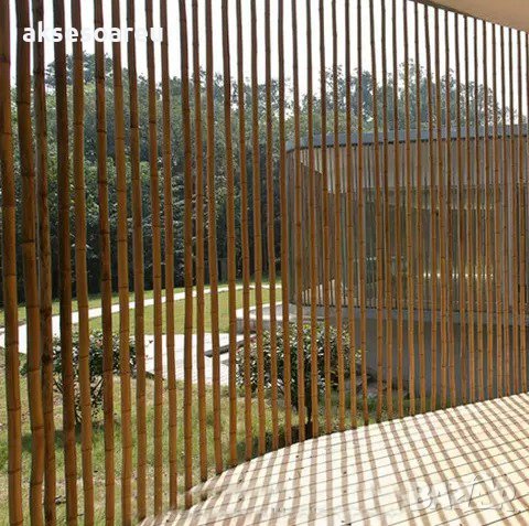 100 броя семена от декоративен бамбук Moso Bamboo зелен МОСО БАМБО за декорация и дървесина, снимка 10 - Сортови семена и луковици - 37711749