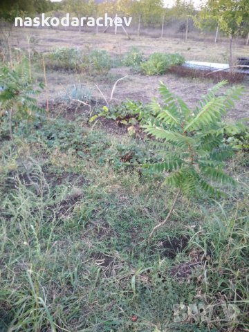 Фиданки Влакнест Шмак - Рустифина (Rhus typhina Dissecta), снимка 8 - Градински цветя и растения - 30338784