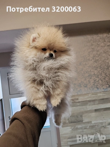 Померан мини померан , снимка 7 - Померан - 53054110