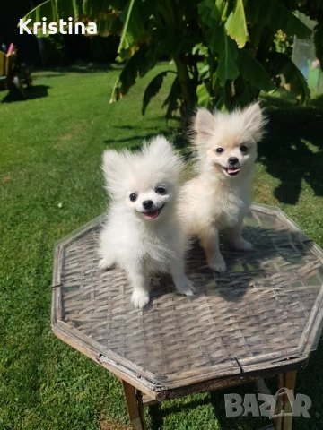 Мини померан померанчета на 3 месеца, снимка 1