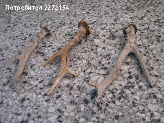 Рог от сръндак-3бр, снимка 2 - Антикварни и старинни предмети - 29416120