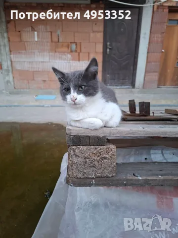 Подаряват се две котета, заедно или по отделно, снимка 2 - Други - 56136548